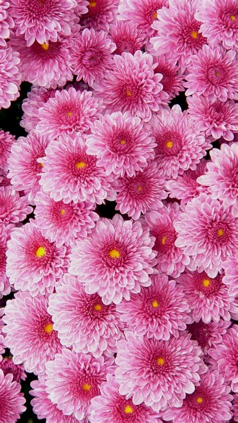 Find & download free graphic resources for cute wallpaper. Pink Flower Wallpaper For Phone | 2021 Cute Wallpapers