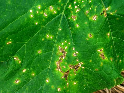 Bacterial Leaf Spot How To Identify And Control This