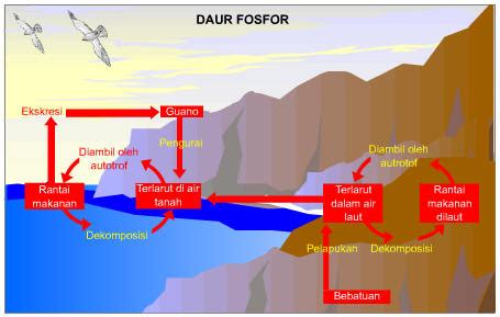Check spelling or type a new query. Biology: Daur Fosfor