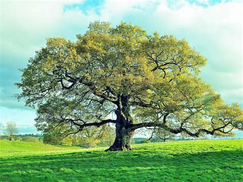 How To Grow And Care For Oak Trees Love The Garden