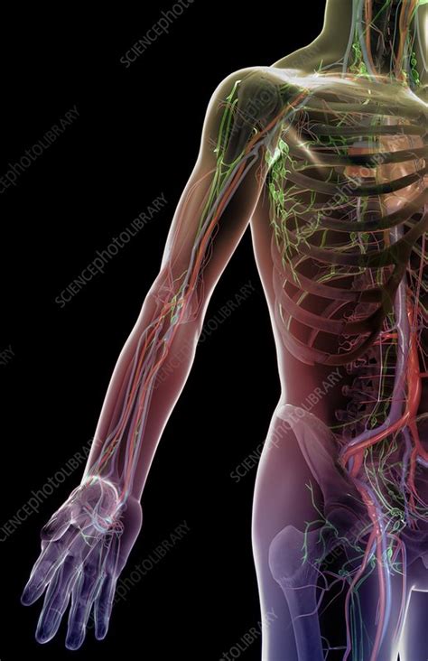 The Blood And Lymph Vessels Of The Arm Stock Image C0082689