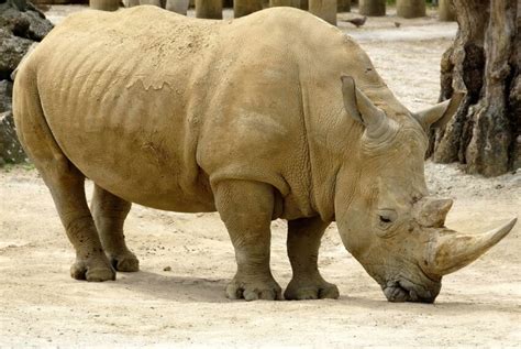 Bezplatný Obrázek Africká Nosorožce Zvířecí