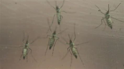 First Zika Virus Case Confirmed In Los Angeles County Abc7 San Francisco