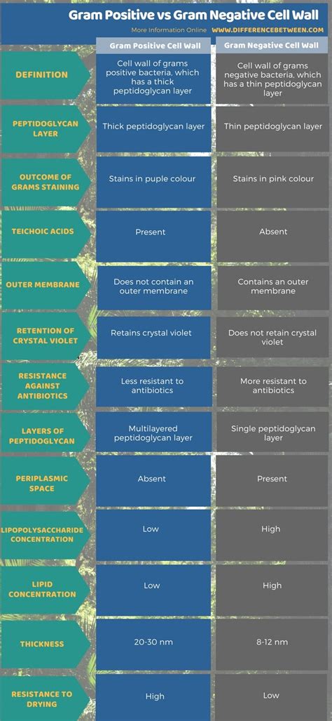 Gram Positive Vs Gram Negative Chart