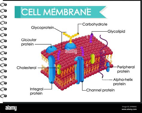 Human Cell Membrane Structure Illustration Stock Vector Image And Art Alamy