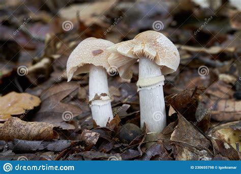Cortinarius Caperatus Is A Young Fungus Growing In The Forest Near The