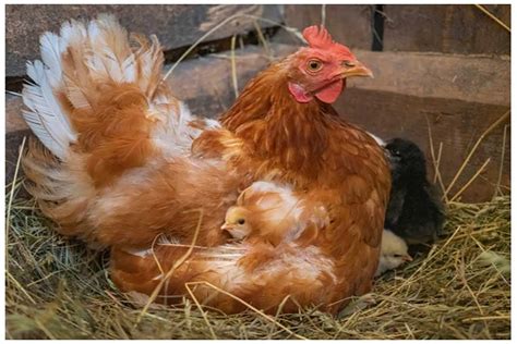 what exactly is a broody hen and how to stop it