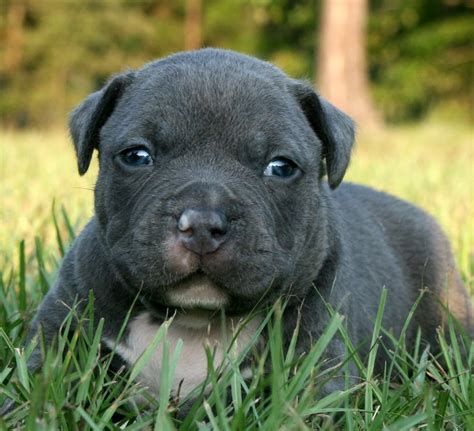 Maybe you would like to learn more about one of these? Pitbull Puppies Wallpaper - keywords HERE