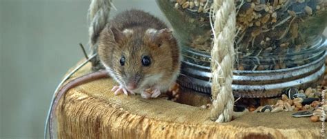 Check spelling or type a new query. Mäuse im Garten: Giftfreie Methoden zur Bekämpfung