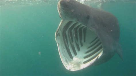 Top 5 Weirdest Shark Species Scuba Diving Costa Rica