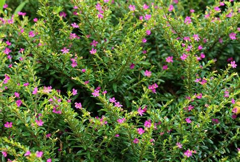 From summer to the fall, large colorful flowers beautify this perennial with purple, white, pink, and red blossoms. Perennial Flowers For South Florida | Tyres2c