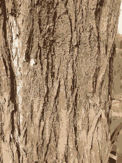 Tree Bark Clipart 20 Free Cliparts Download Images On Clipground 2022