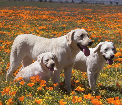 Group Of Yellow Labrador Retrievers Photograph By Zandria Muench