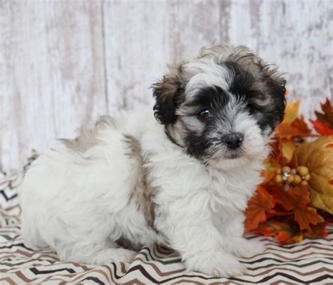 Curly A Brown And White Male Maltipoo Puppy 661480 Puppyspot