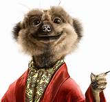 Insurance Compare The Meerkat Pictures