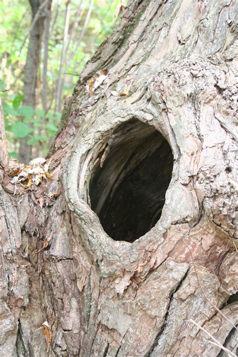 Free Images Nature Branch Wood Hole Flower Old Wildlife Tree
