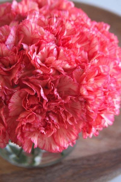 Simple Carnation Flower Arrangement Carnation Flower Carnations