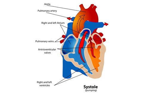 Pathway Of Blood Through The Heart Starting With The Right Atrium