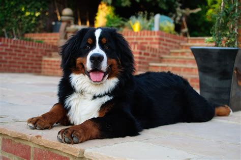 Bernese Mountain Dog Information Dog Breeds At Thepetowners