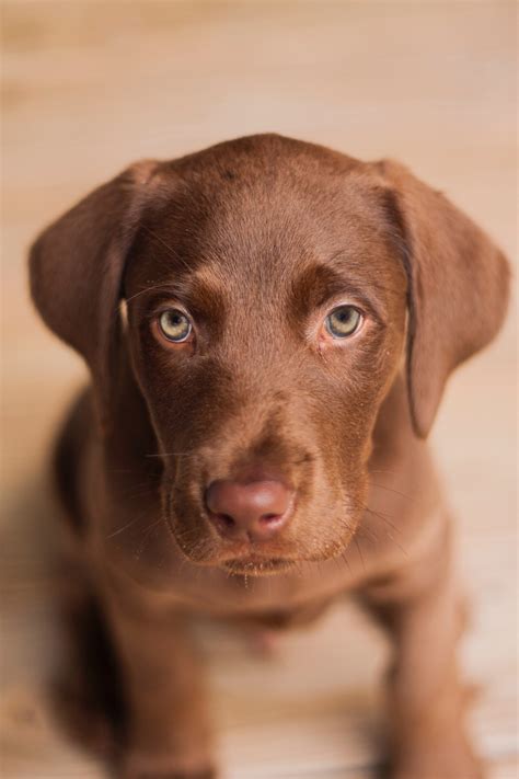Free Images Puppy Cute Pet Weimaraner Snout Vertebrate Labrador