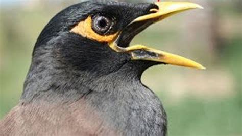 Indian Common Myna Chirpingcommon Indian Mynah Is Talking Youtube