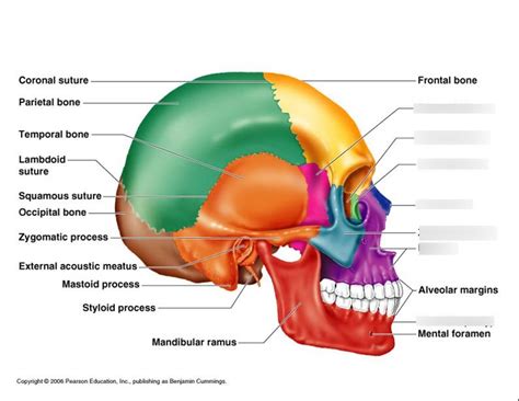 Skull Side View Facial Bones Diagram Quizlet