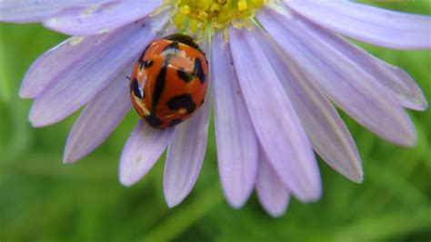 Ladybug On Flower A Very Shiny Ladybug On A Little Purple Flickr
