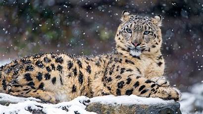 Leopard Snow Leopards Awesome Wallpapers Animals Brown
