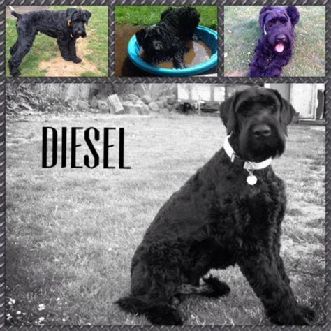 In addition to driving cattle, these dogs could also be found working as guard dogs. AKC Giant Schnauzer Puppies for Sale - 3 left for Sale in ...