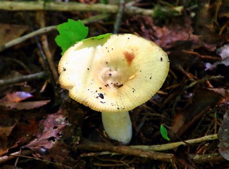 Trailside Fungus Lost Valley Northwest Arkansas Flickr