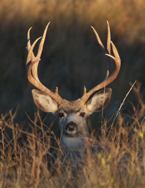 Mule Deer Buck Head On Trnp South Unit North Dakota Img0008146
