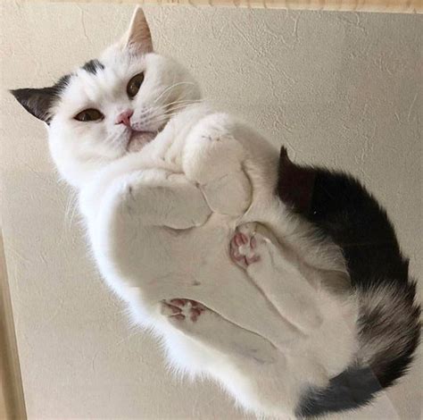 Cat viewed from under the glass table. 21 Photos of Cats Sitting on Glass Tables, Please ...