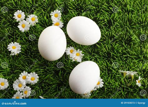 White Easter Eggs With Daisy Flowers In Grass Stock Image Image Of