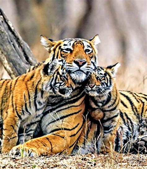 Tiger Conservation India Cannot Rest On Its Laurels Trendradars