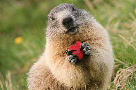 Big squirrels are active early in the morning or in the late afternoon. Eating Marmot by multiholle on DeviantArt