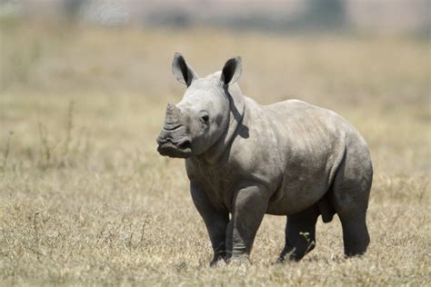 Filewhite Baby Rhino Wikimedia Commons