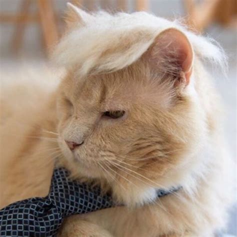 15 Hilarious Pictures Of Cats Looking Like Donald Trump We Love Cats