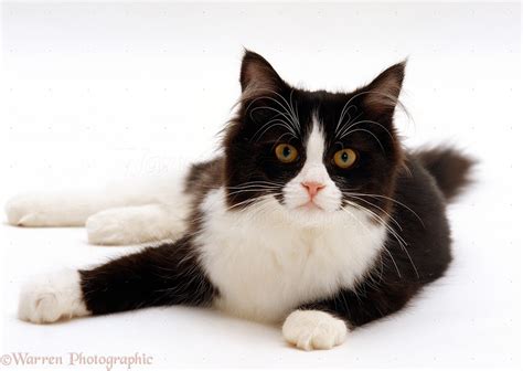 Black And White Cat Photo Wp15717