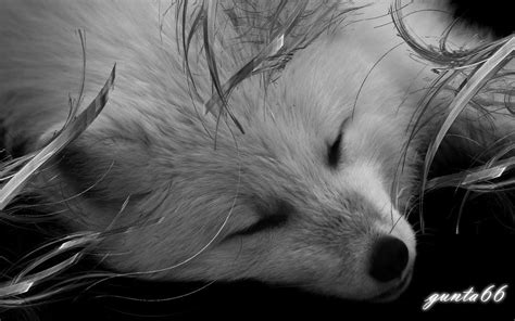 Large Art The Sleeping Wolf By Gunta66 On Deviantart