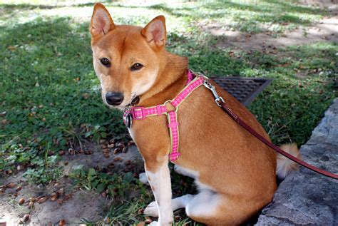 Potty trained, registration papers, veterinarian examination, health certificate, health guarantee, pedigree, travel crate. Shiba Inu Kharma in San Antonio for BOA 2013 | Shiba inu, Shiba, Inu