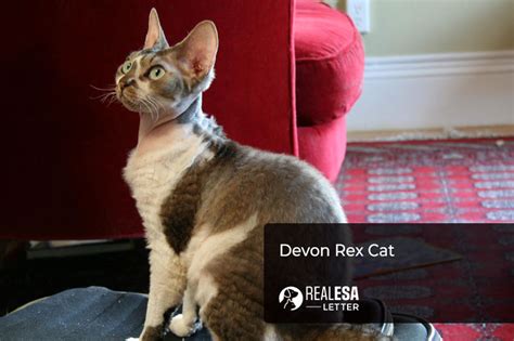 Devon Rex Cat Breed Profile Personality Traits And Care