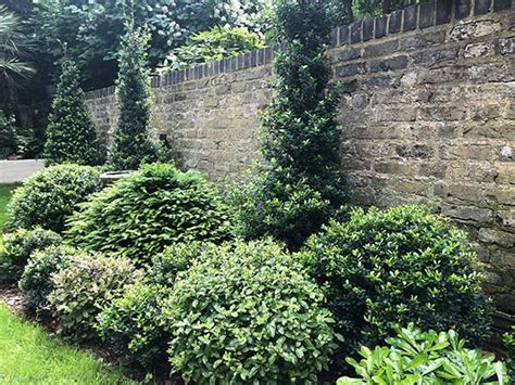 Plants For A North Facing Wall Planting For Uk Gardens