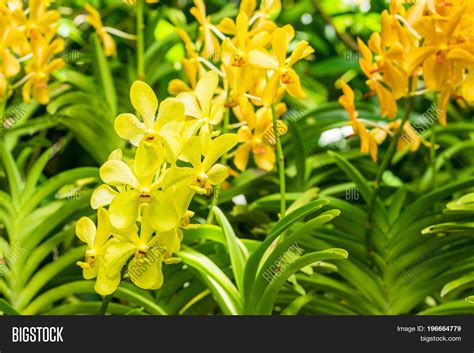 Yellow Orchid Flower Image And Photo Free Trial Bigstock