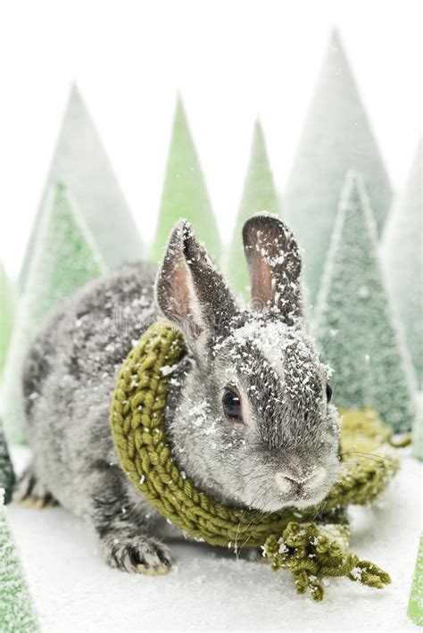 Easter Bunny Isolated On White Snow Stock Image Image Of Mammal