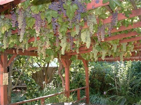 Easy Fruit Gardens Ideas11 Grape Vine Trellis Grape Arbor Grape Trellis
