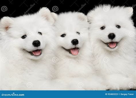 Three Samoyed Puppies Isolated On Black Background Stock Image Image