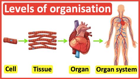 Describe The Relationships Between Cells Tissues Organs And Organ Systems