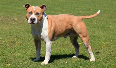 American Staffordshire Terrier Dog Breed Information Pictures