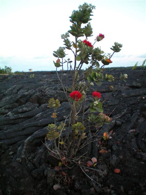 Find the perfect ohia lehua stock photos and editorial news pictures from getty images. Ohia Lehua - Hawaii Photo (2290390) - Fanpop
