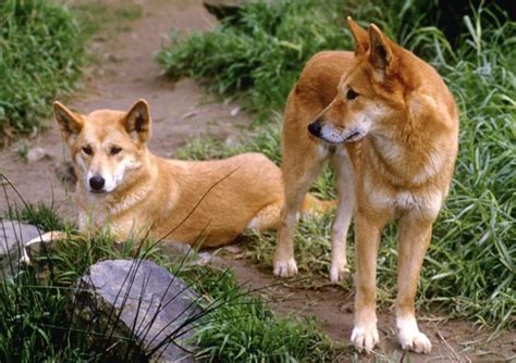The 10 Most Ancient Dog Breeds Ancient Dog Breeds Ancient Dogs